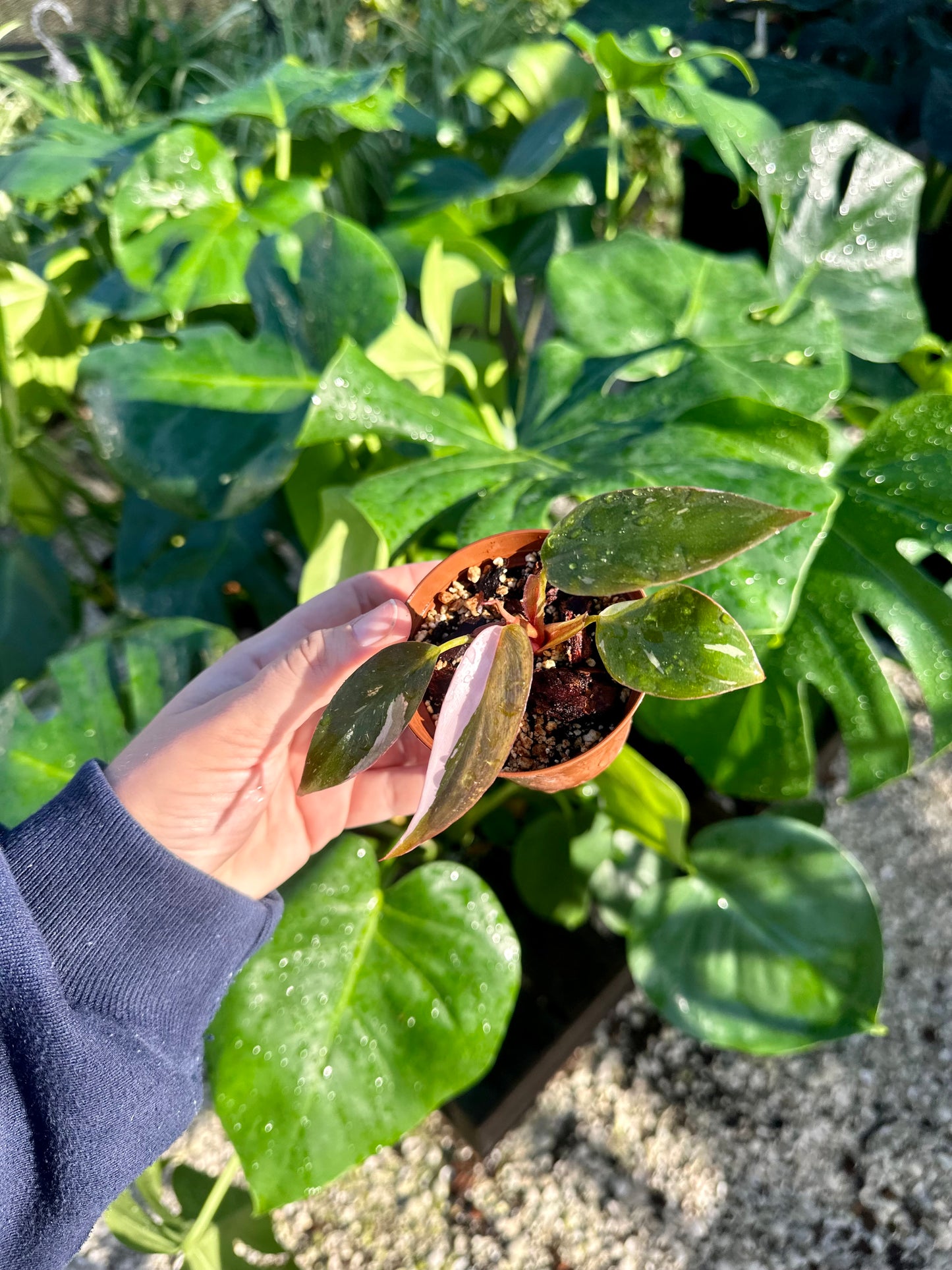 Philodendron Pink Princess