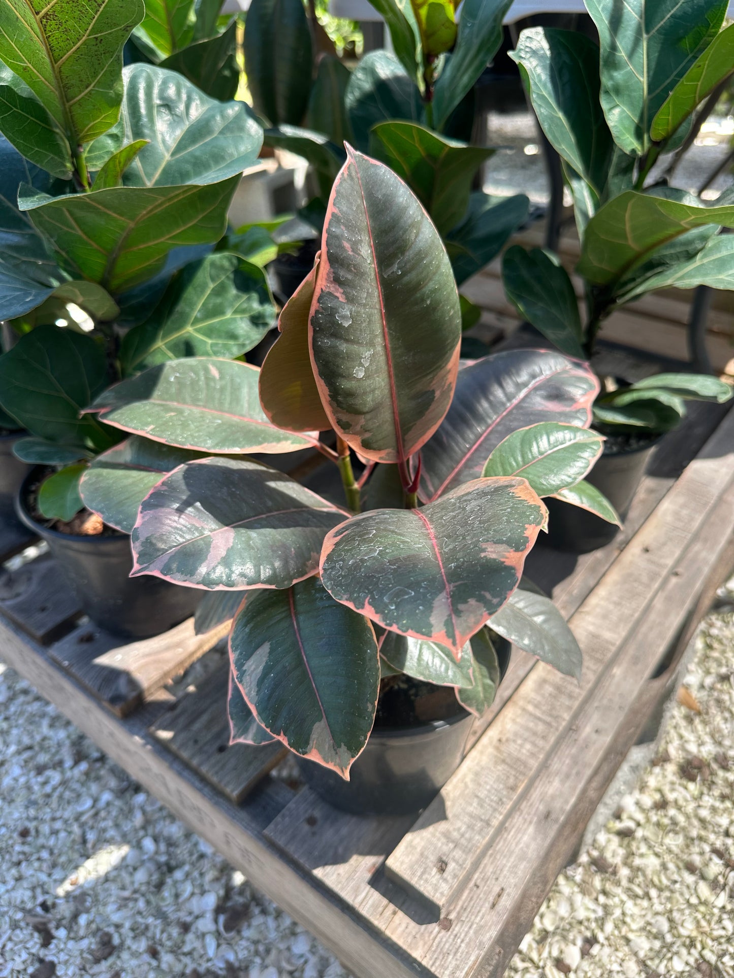 Ficus Ruby