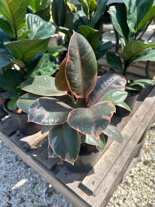 Ficus Ruby