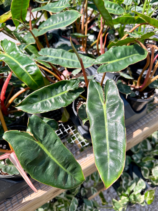 Philodendron Billietiae