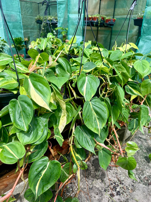 Philodendron Brasil