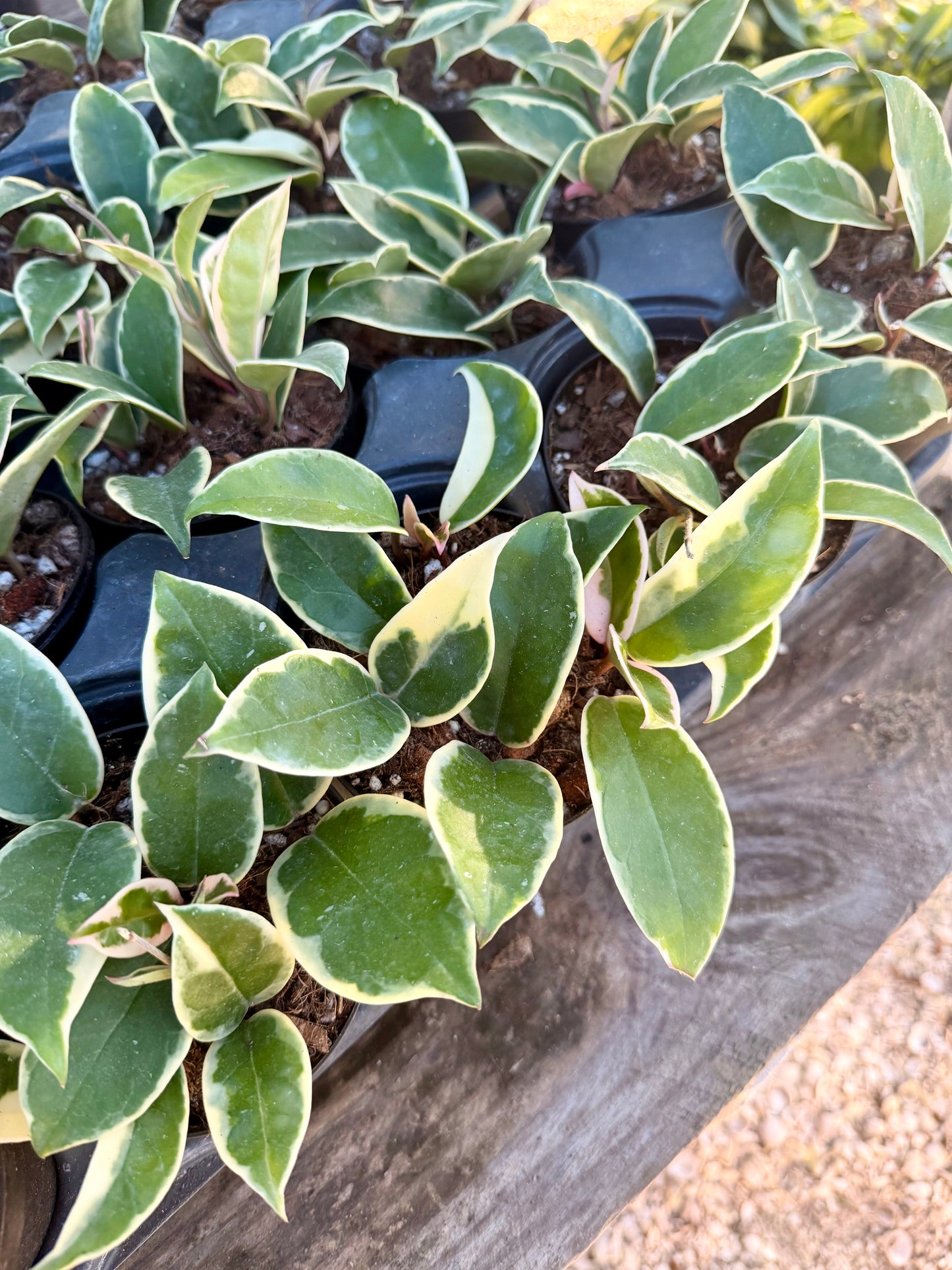 Hoya Krimson Queen