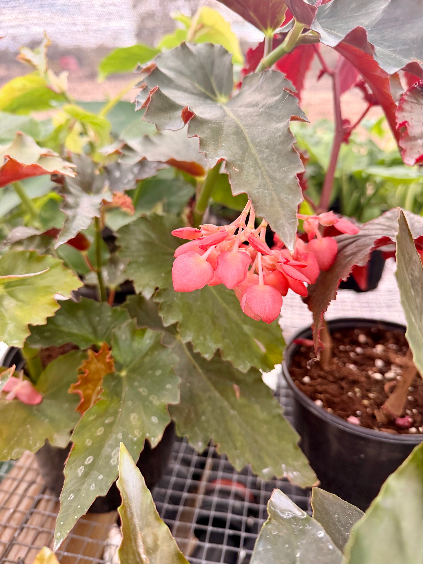 Begonia Angel Wing