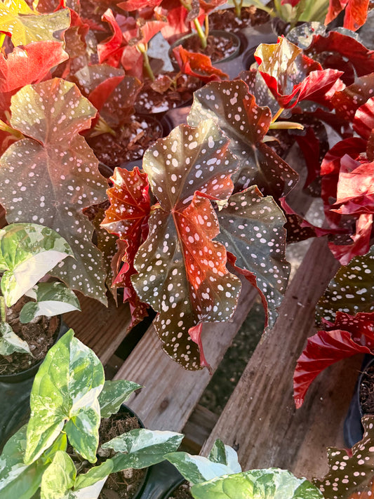 Begonia Crackling Rosie