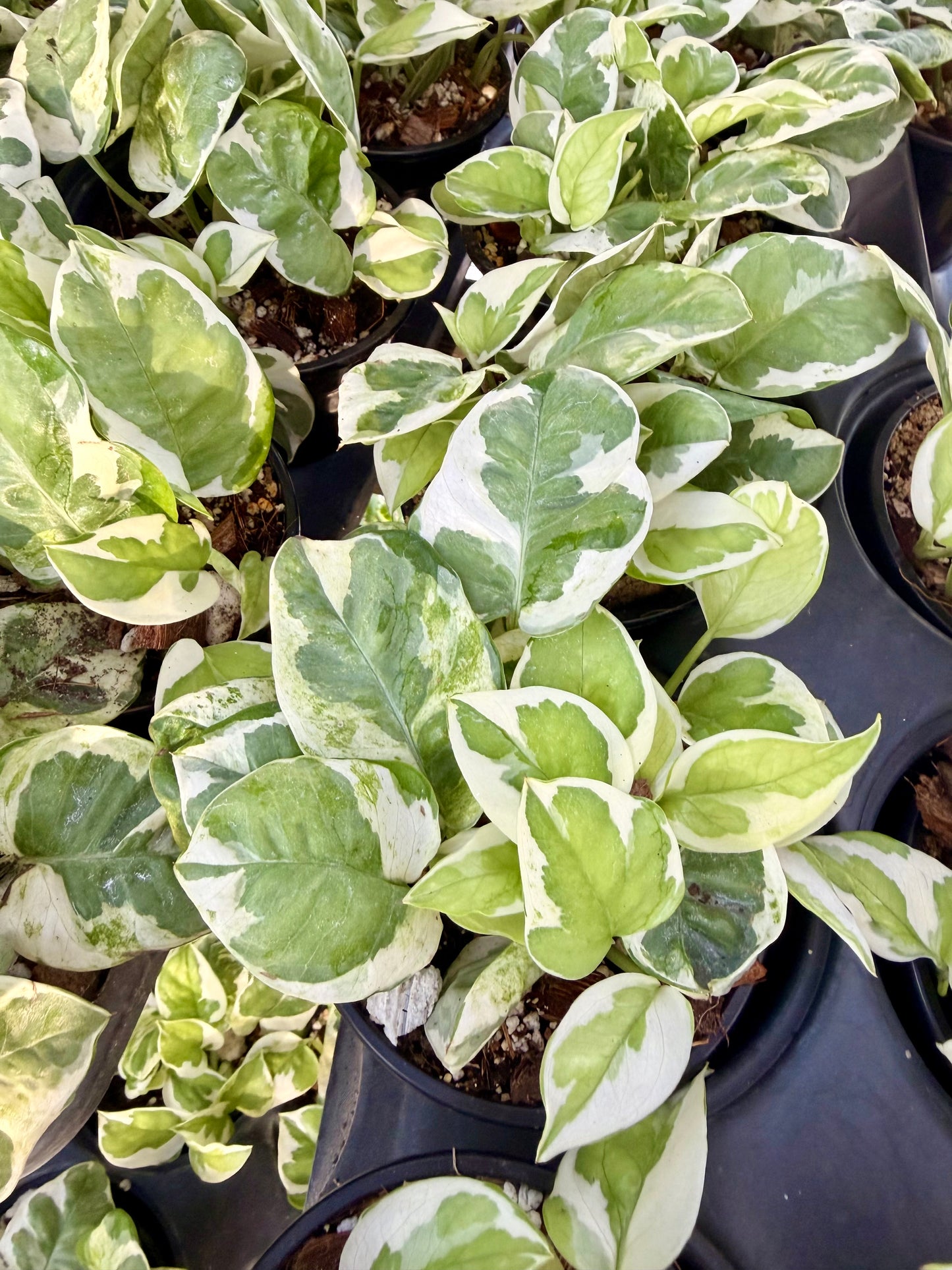 Epipremnum Pearls and Jade