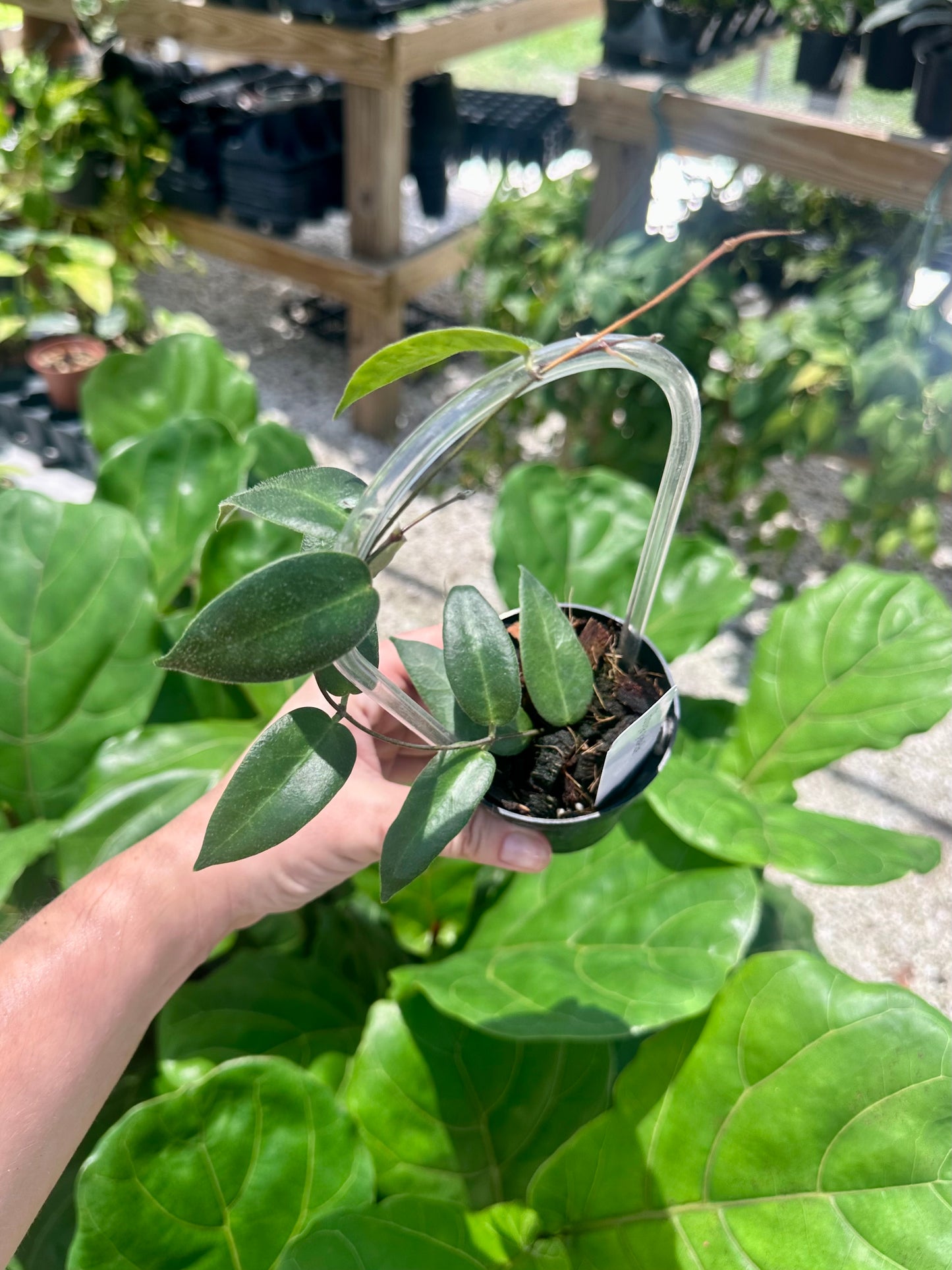 Hoya Patella