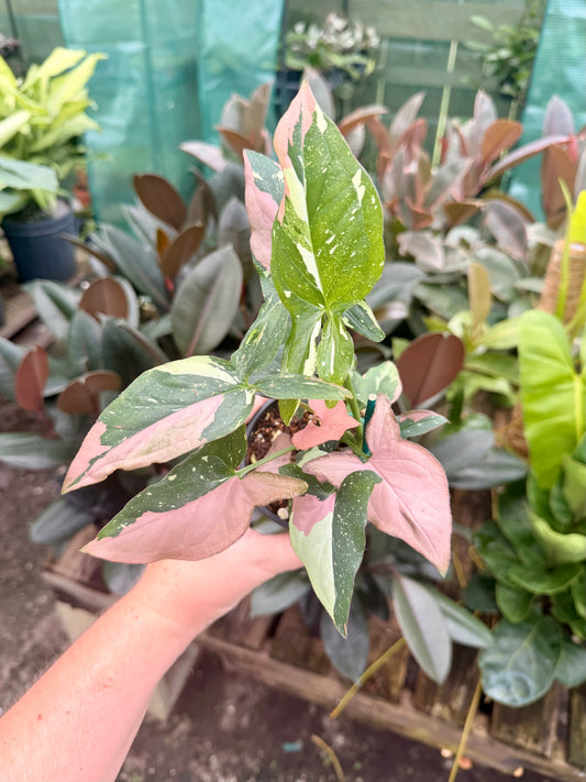 Syngonium Tricolor