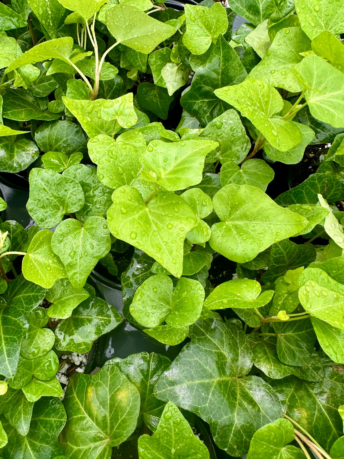 Ivy Green