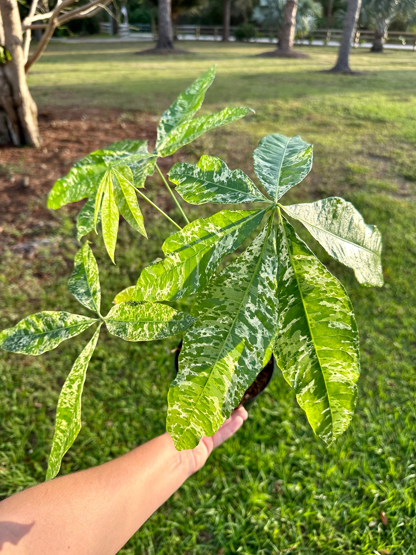 Money Tree Variegated