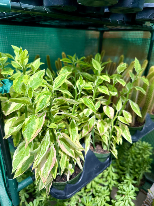 Euphorbia Tithymaloides Variegated