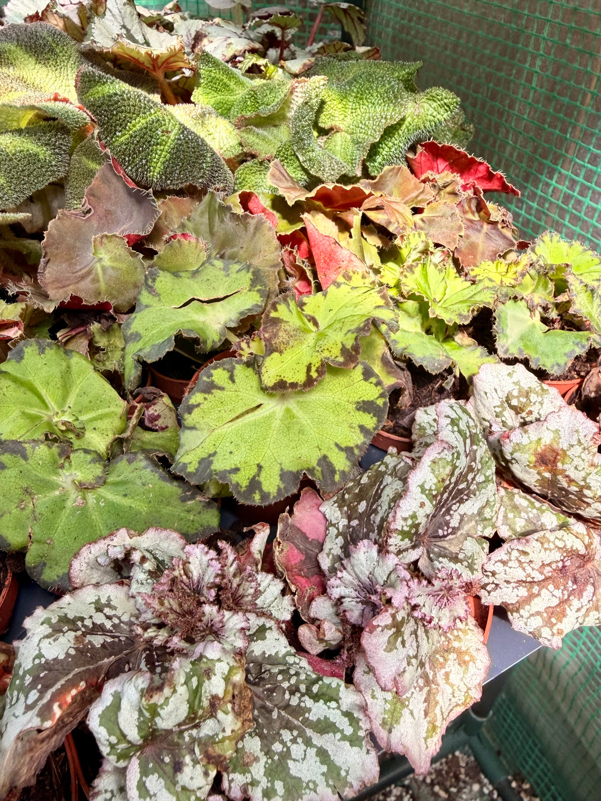 2" Begonia