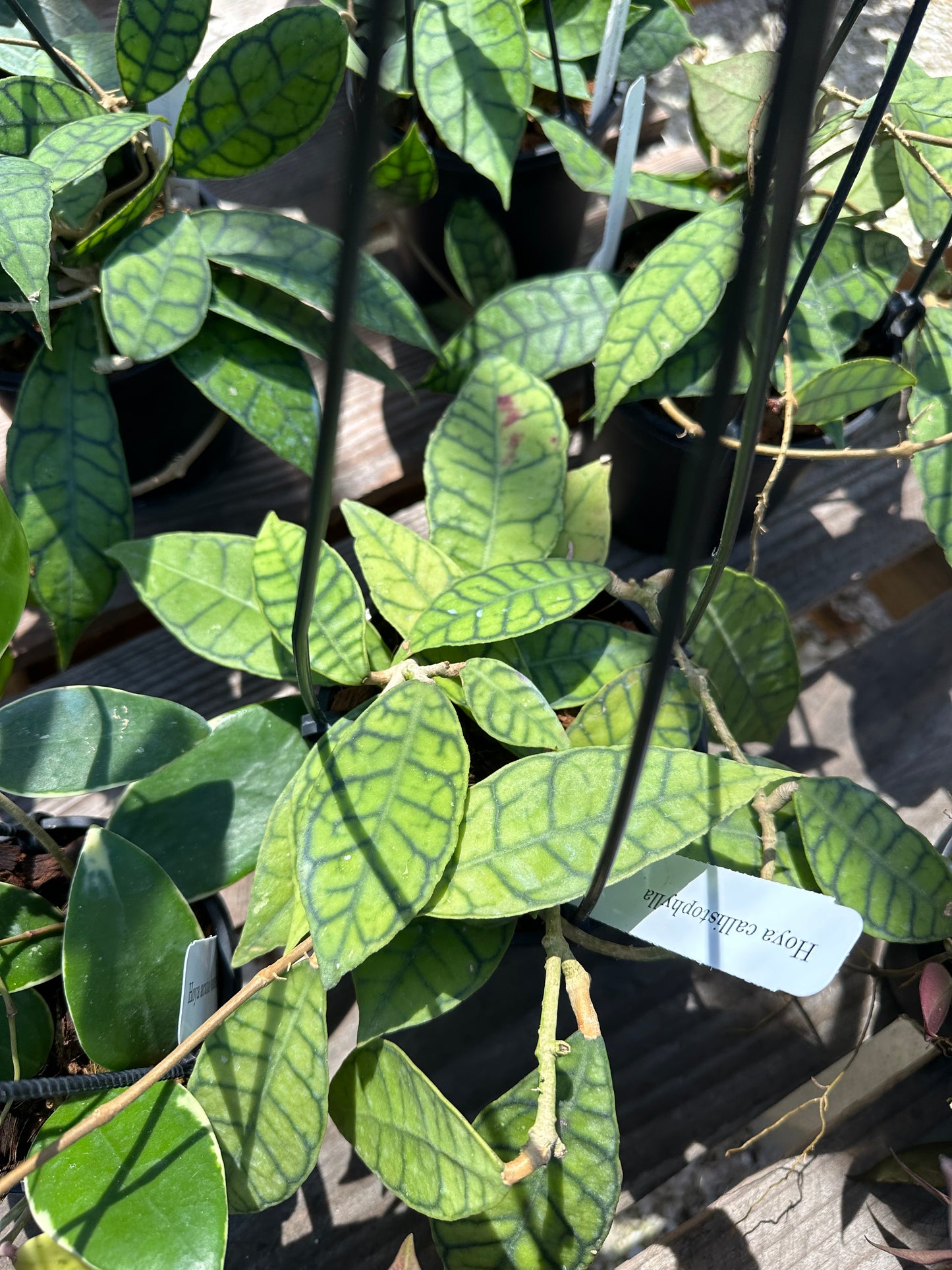 Hoya Callistophylla