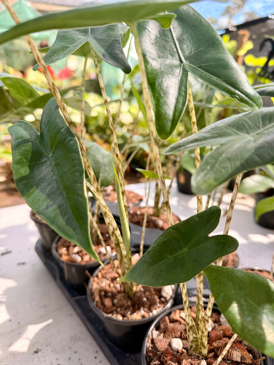 Alocasia Zebrina