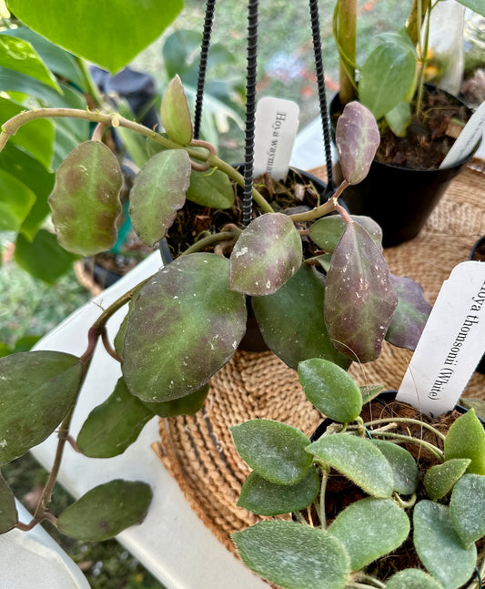 Hoya Waymaniae