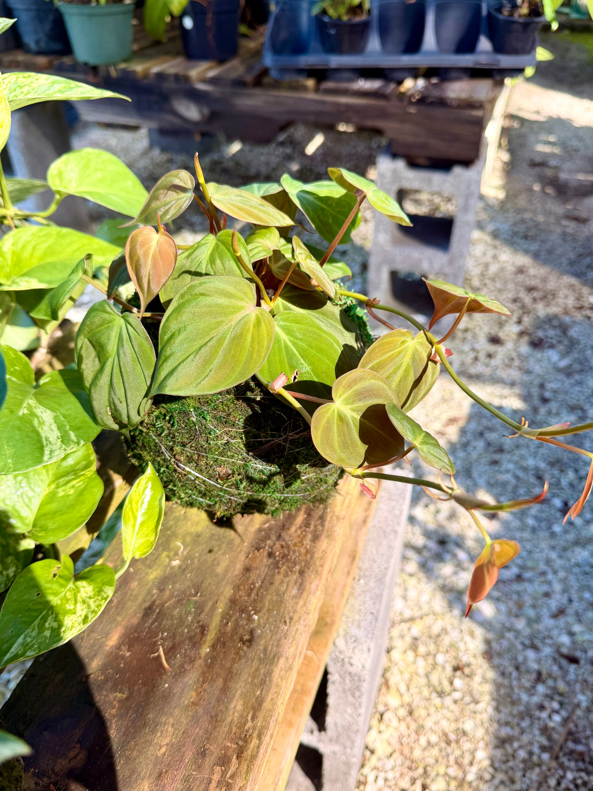 Kokedama Philodendron Mican