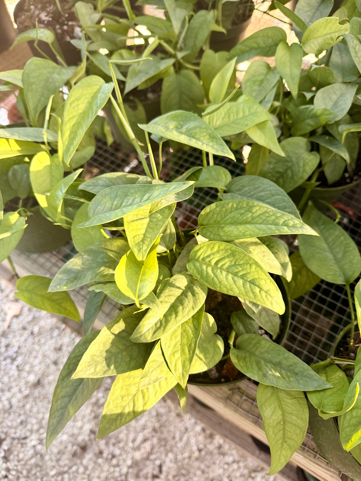 Epipremnum Cebu Blue