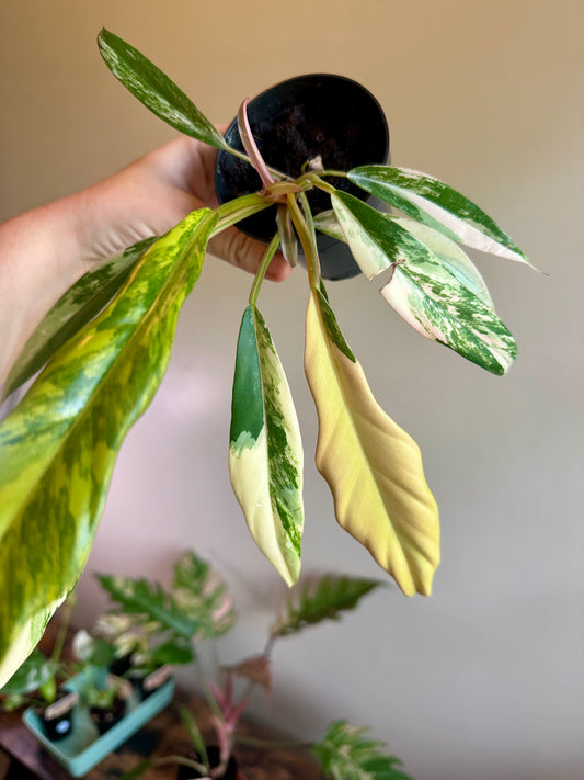 Philodendron Carmel Marble