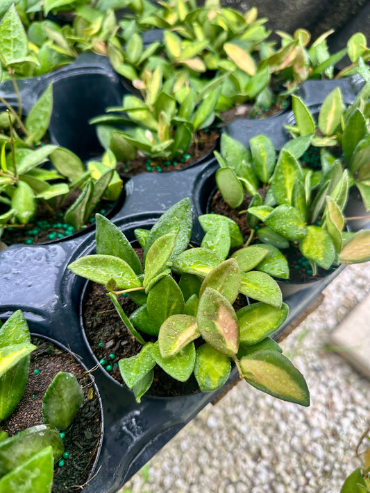 Hoya Burtoniae Variegated