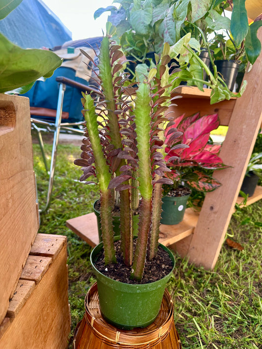 Euphorbia Red Trigona