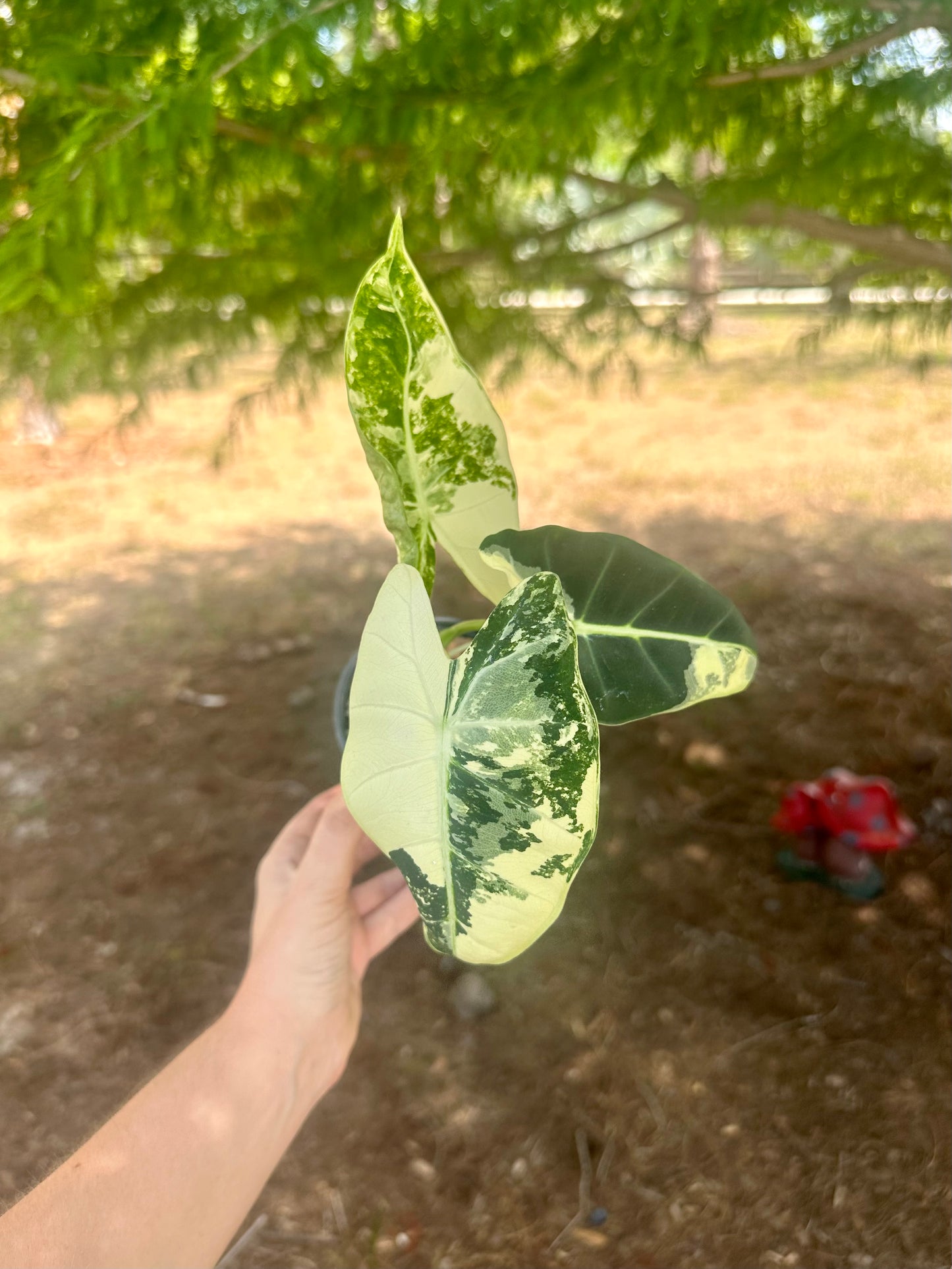 Alocasia Frydek Variegated
