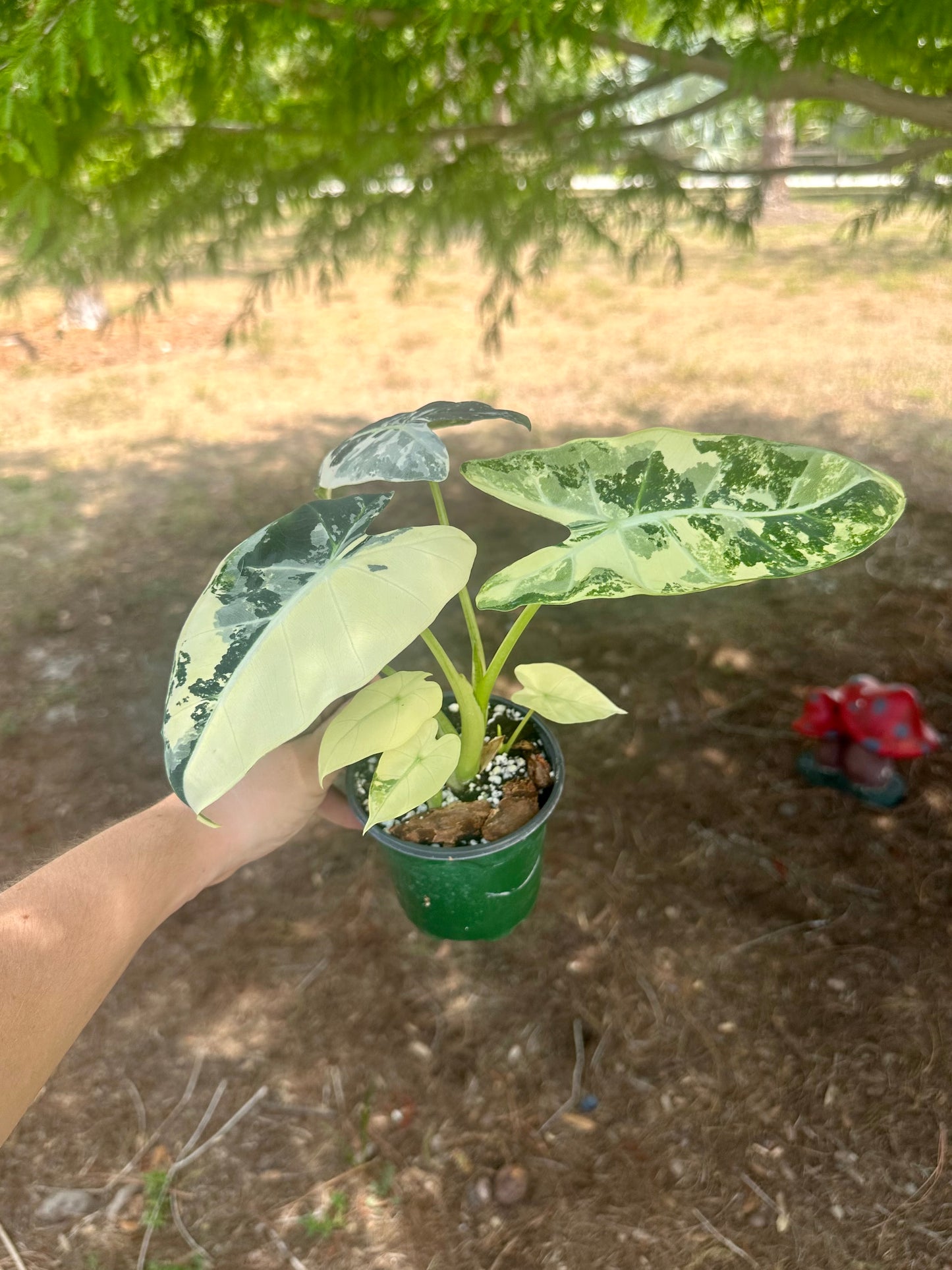 Alocasia Frydek Variegated