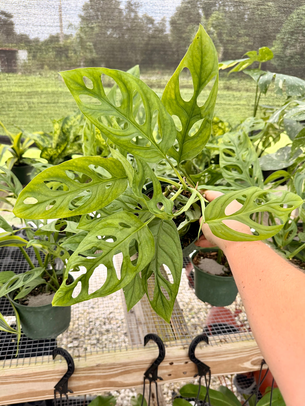 Monstera Esqueleto