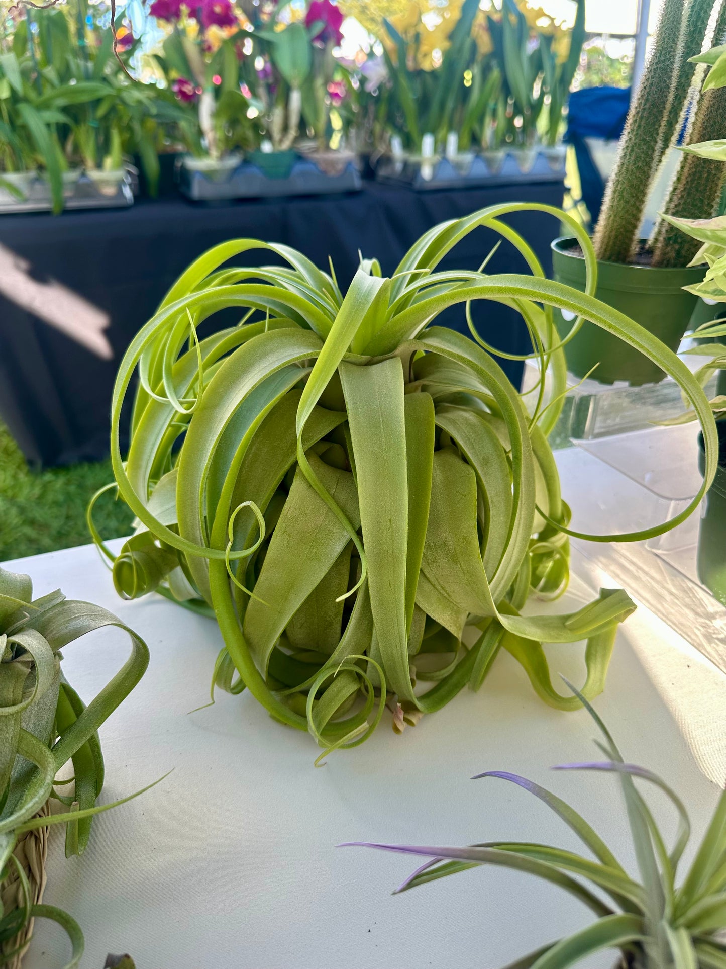 Tillandsia • Streptophylla