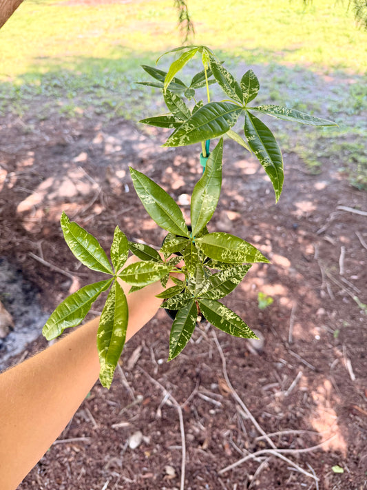 Money Tree Variegated