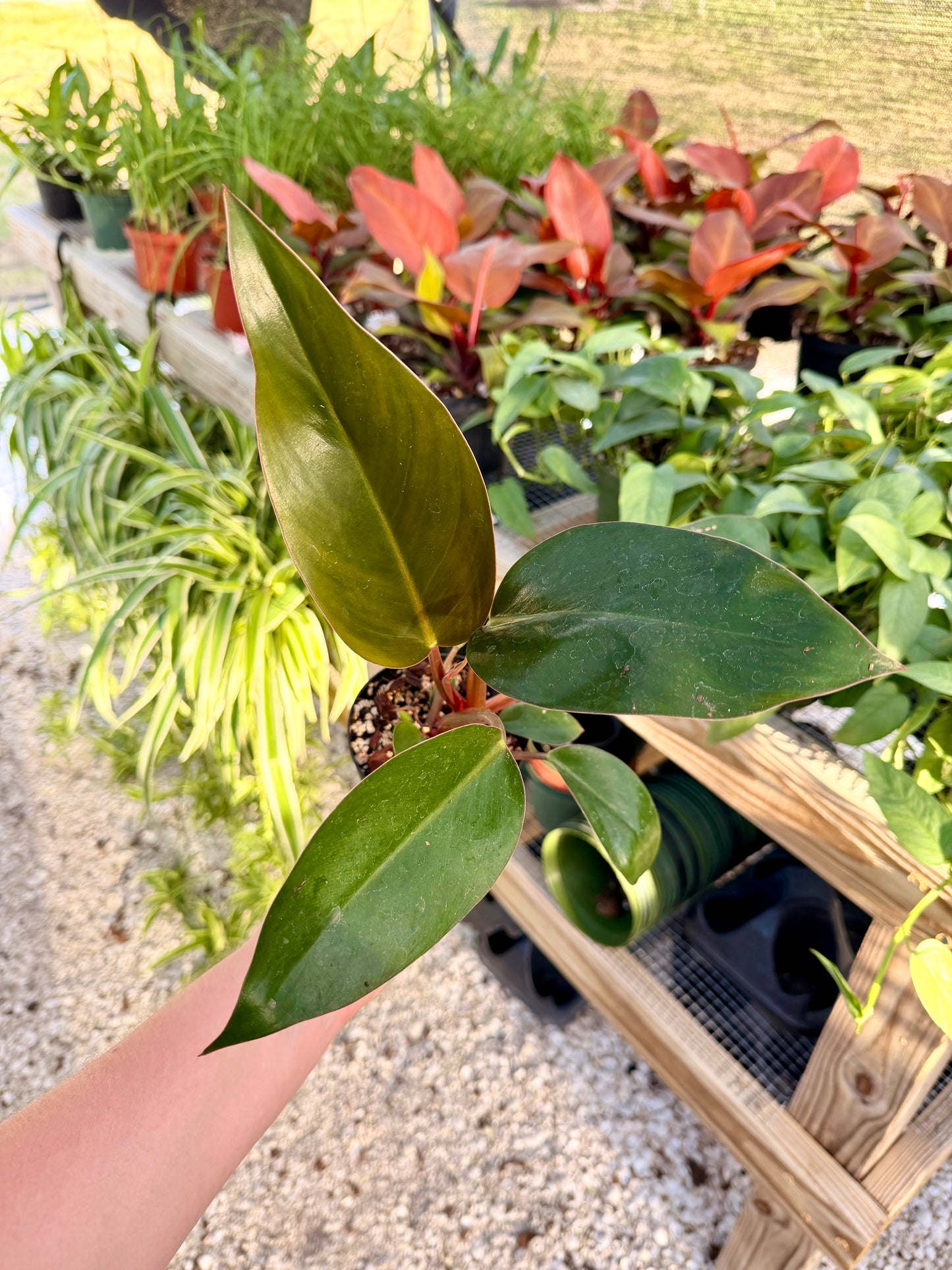 Philodendron Rojo Congo