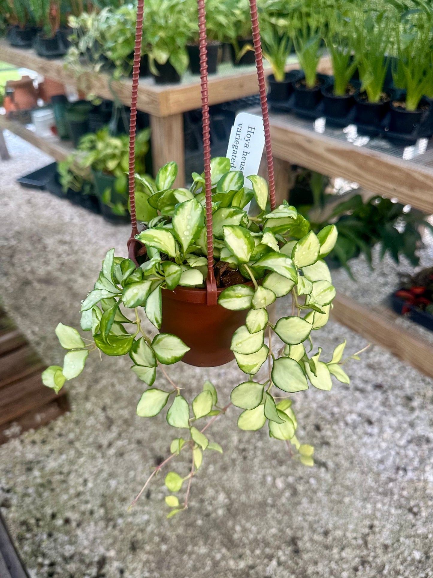 Hoya Heuschkeliana Variegated