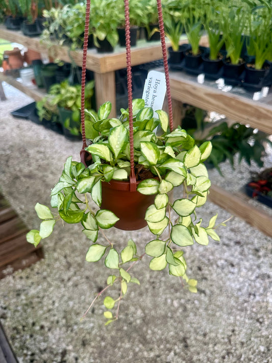 Hoya Heuschkeliana Variegated
