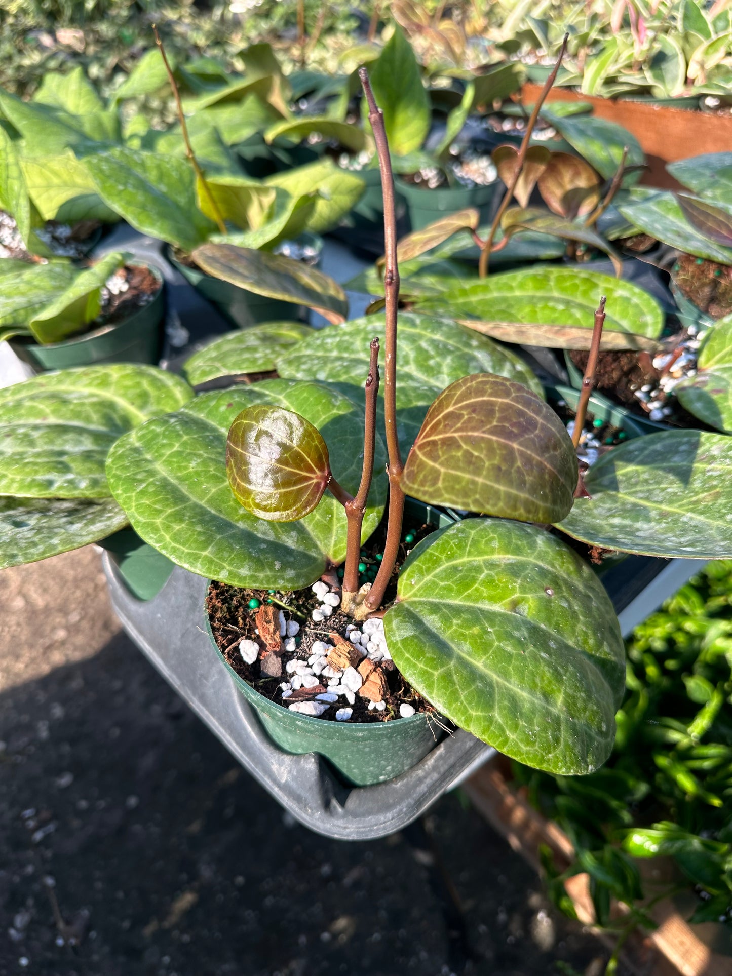 Hoya Sarawak