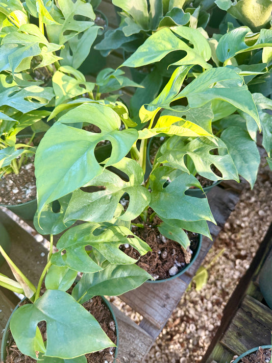 Rhaphidiphora Tetrasperma (Mini Monstera)