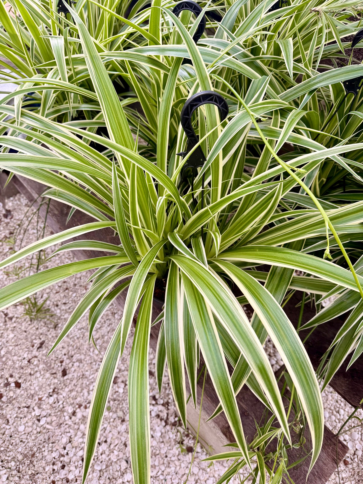 Spider Plant with Outter Variegation