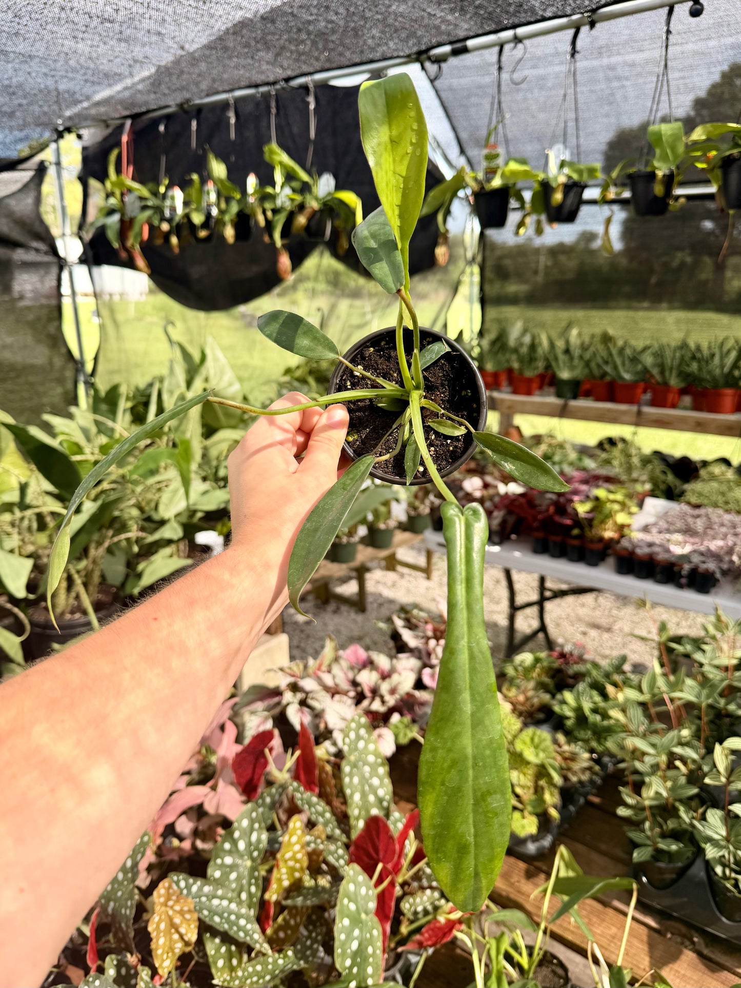 Philodendron Joepii