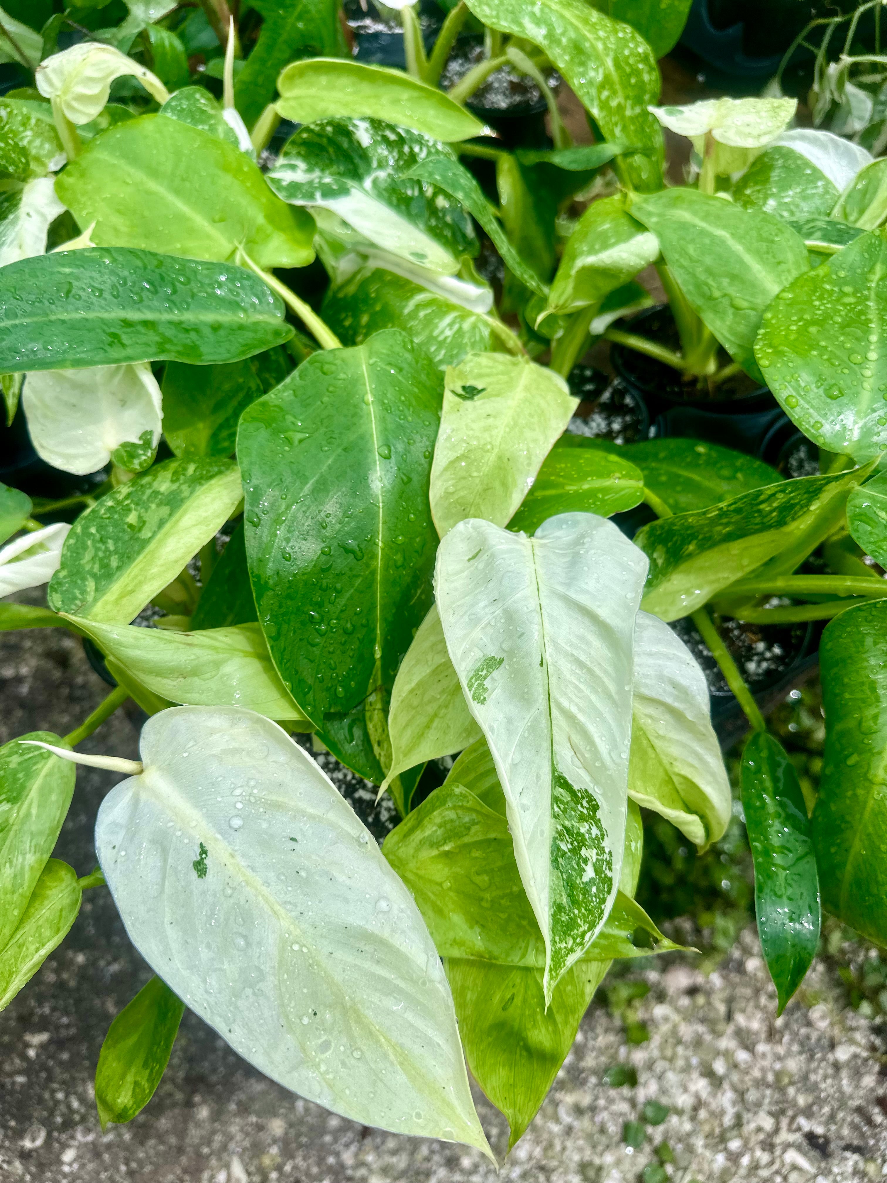 philodendron imbe vs jose bueno Philodendron Jose Bueno