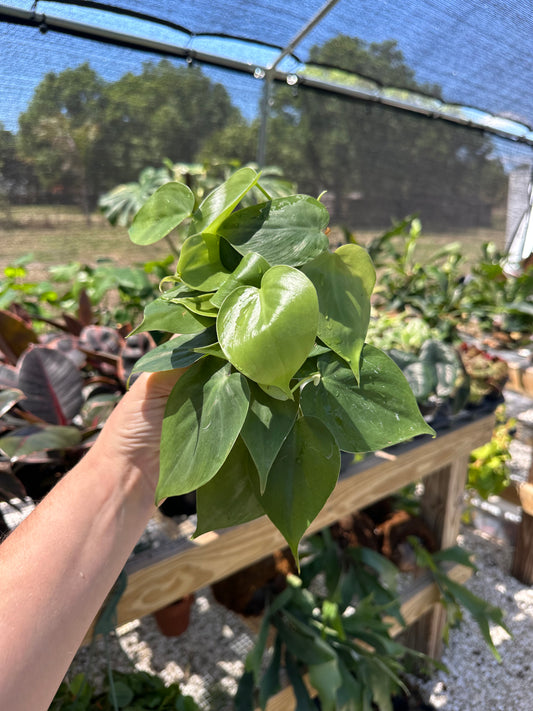 Philodendron Heartleaf