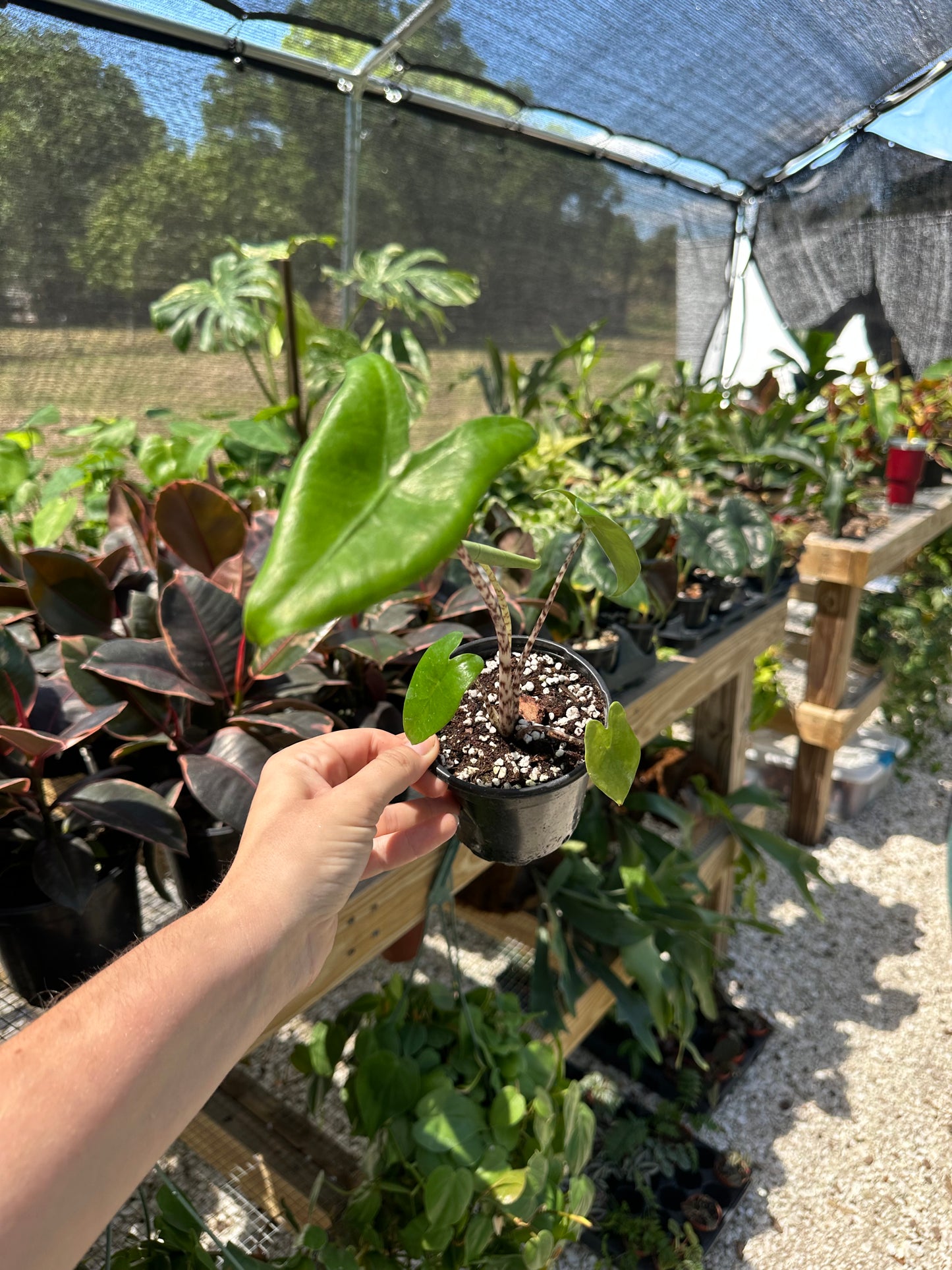 Alocasia Zebrina