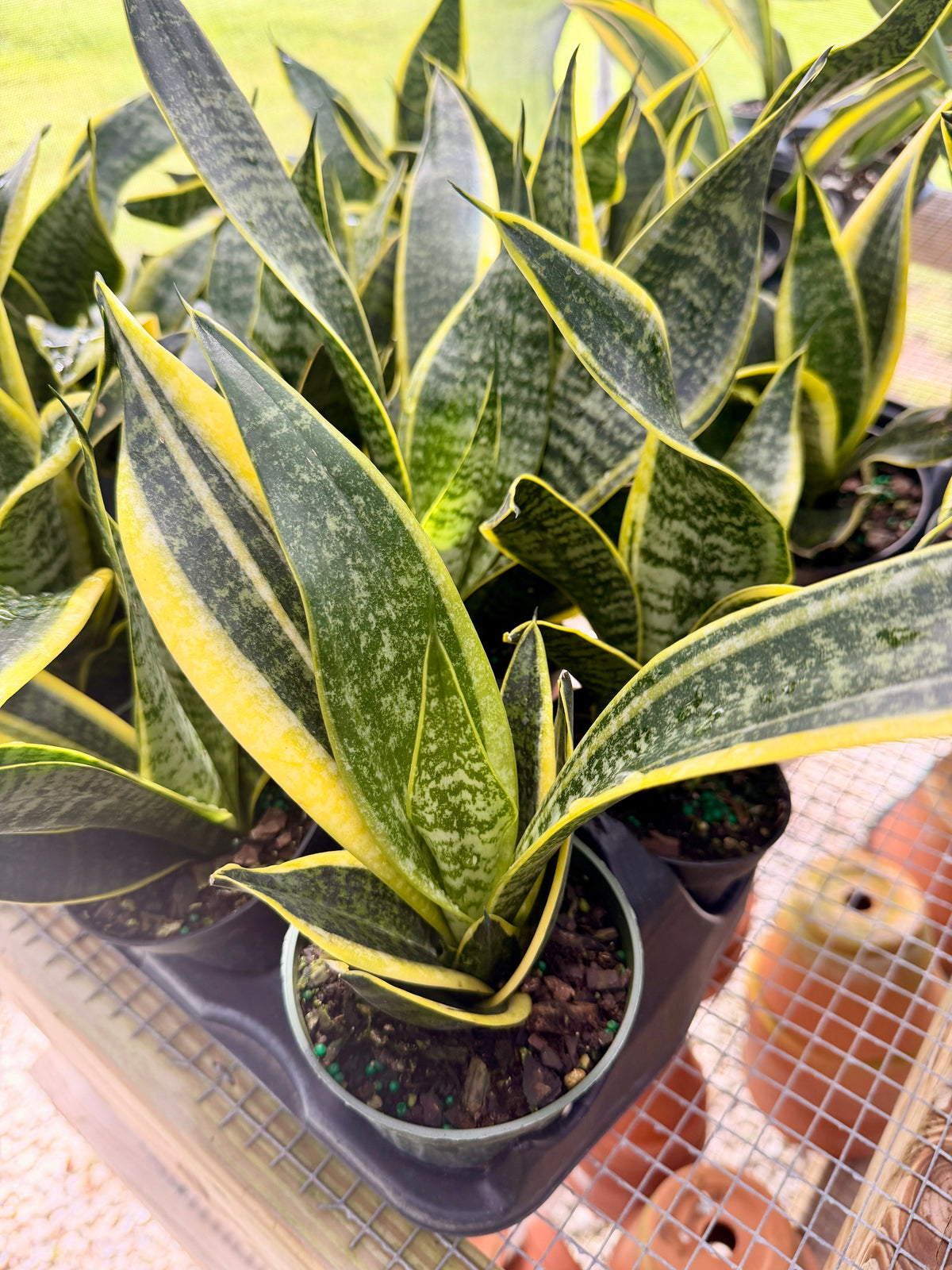Sansevieria Futura