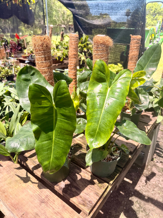 Philodendron Burle Marx
