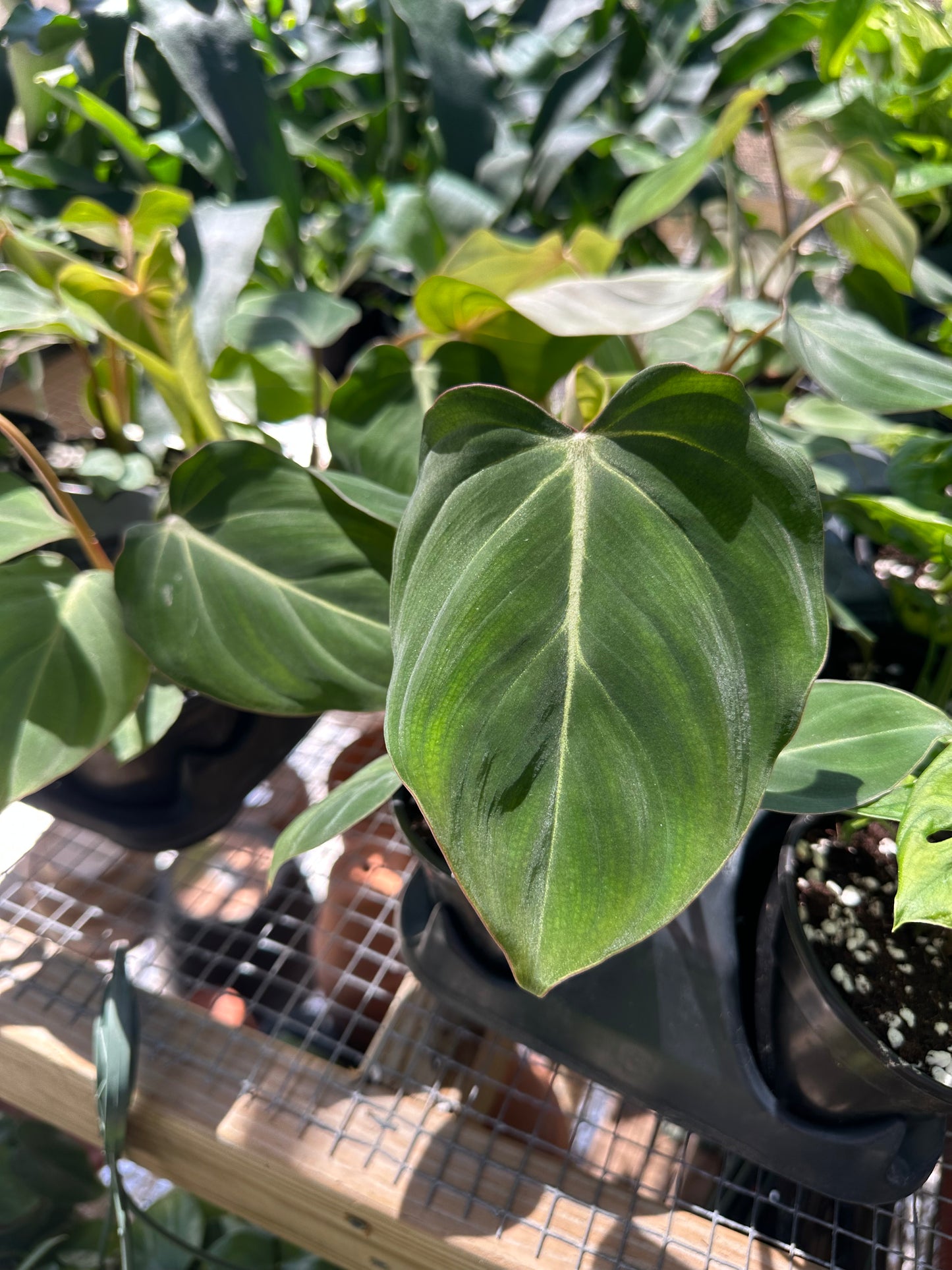 Philodendron Gloriosum
