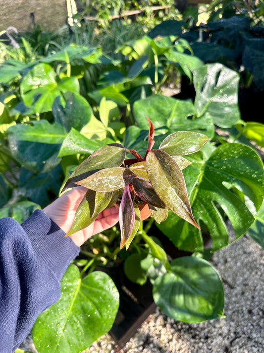 Philodendron Pink Princess