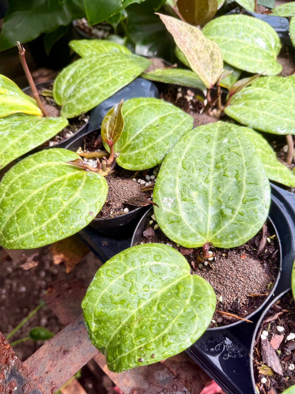 Hoya Sarawak