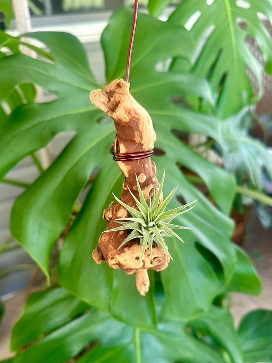 Hanging Grapewood and Air Plant Display