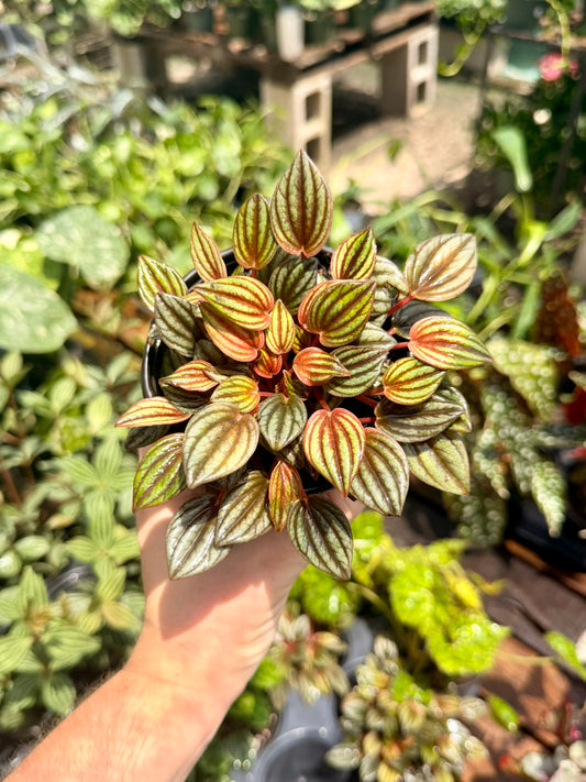 Peperomia Ripple