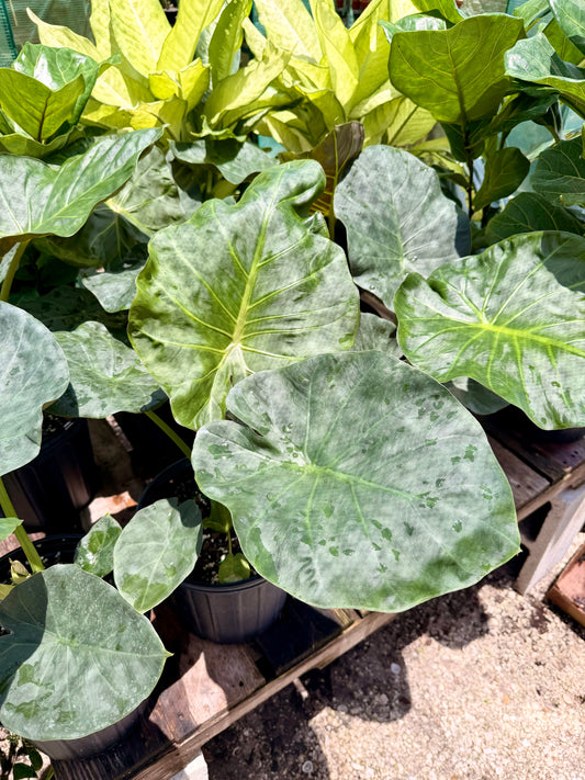 Alocasia Regal Shield