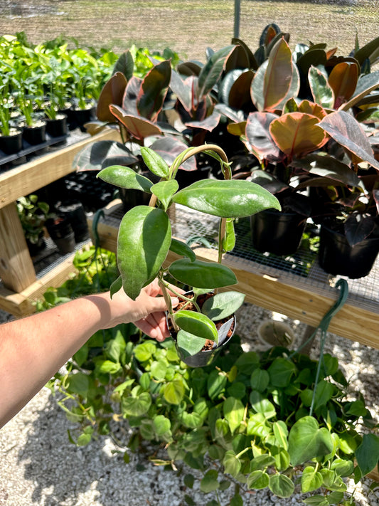 Hoya Calycina 'Stargazer'