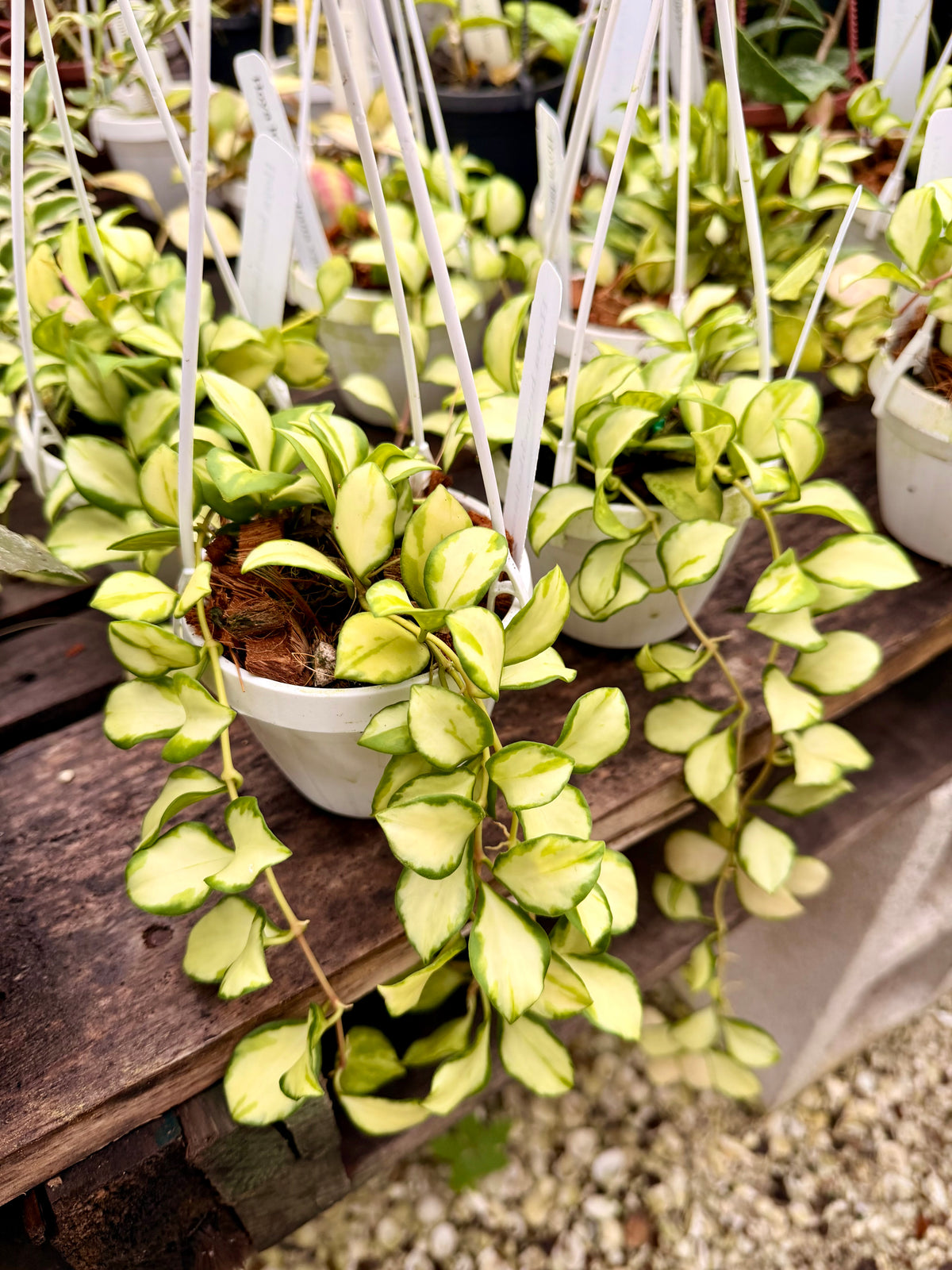 Hoya Heuschkeliana Variegated