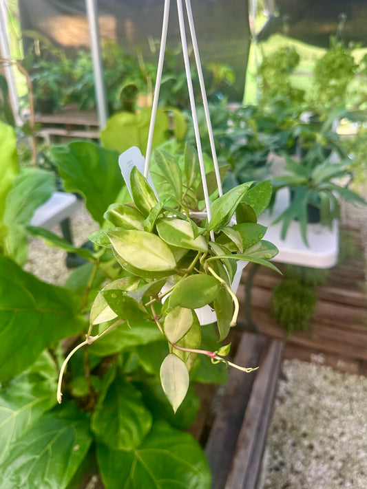 Hoya Walliniana Variegated