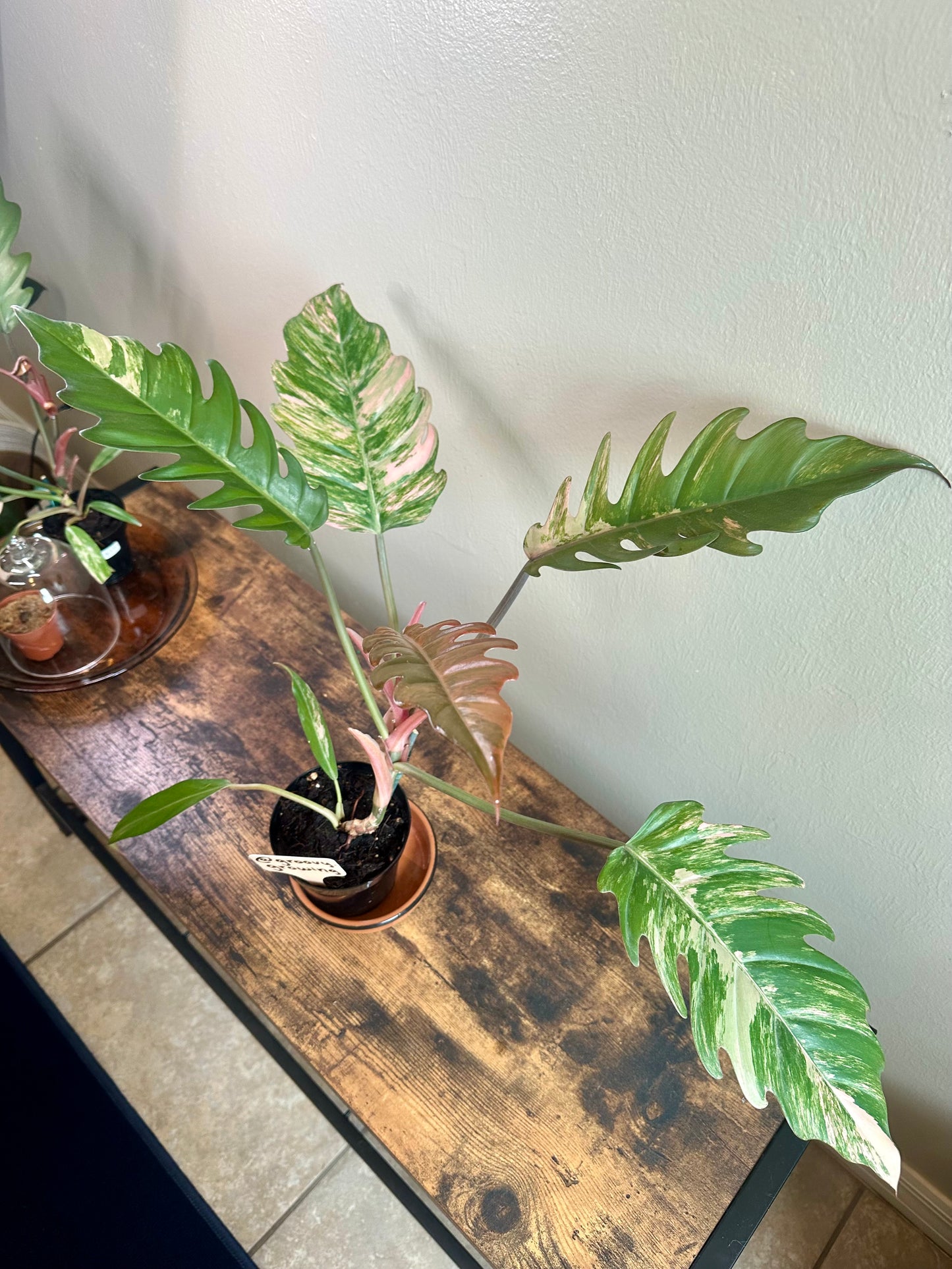 Philodendron Carmel Marble